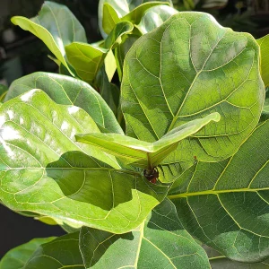 Ficus Lyrata na stonku