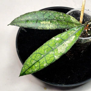 Hoya clemensiorum Black Splash