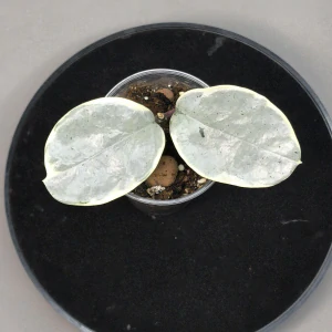 Hoya Argentea Picta