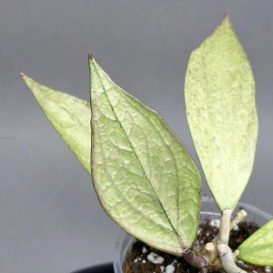 Hoya sp. Germany Silver