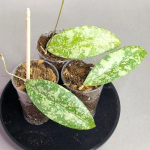 Hoya Aff. Lambi silver splash
