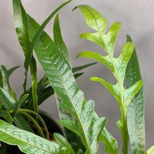 Aglaomorpha Snake Leaf