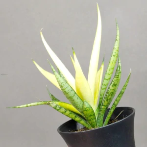 Sansevieria Comet Chrysanta Lemon