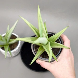 Sansevieria hybrid Chanin