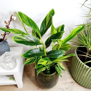 Alpinia zerumbet "Variegata"