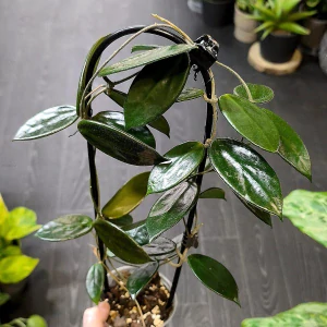 Hoya Vangviengiensis řízek k zakořenění