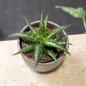 Aloe jucunda 