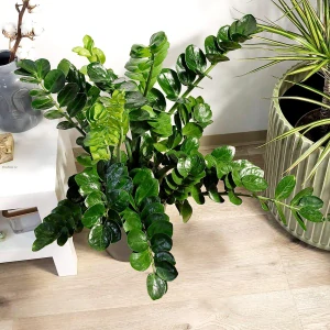 Zamioculcas zamiifolia Lucky XL