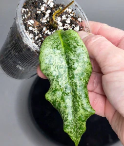 Hoya Jita silver