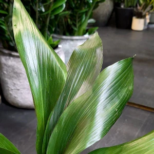Aspidistra elatior. Kořenokvětka