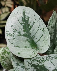 Scindapsus pictus Trebie Exotika