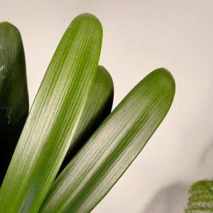 Clivia miniata