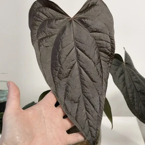 Anthurium Queen of Hearts