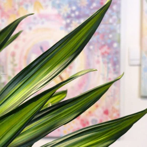 Dracaena Rikki