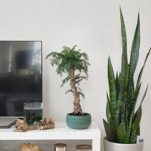 Araucaria Cunninghamii Bonsai