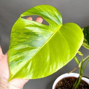 Monstera Aurea (Marmorata)