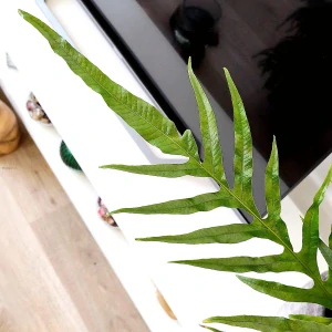 Aglaomorpha Snake Leaf