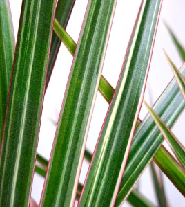 Dracaena marginata Bicolor (dračinec lemovaný)