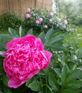 Paeonia Giant