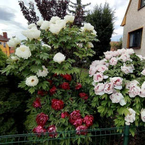 Pivoňka dřevitá (Paeonia suffruticosa)