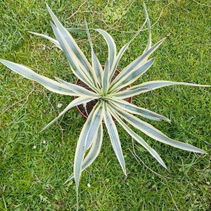 Yucca filamentosa variegata
