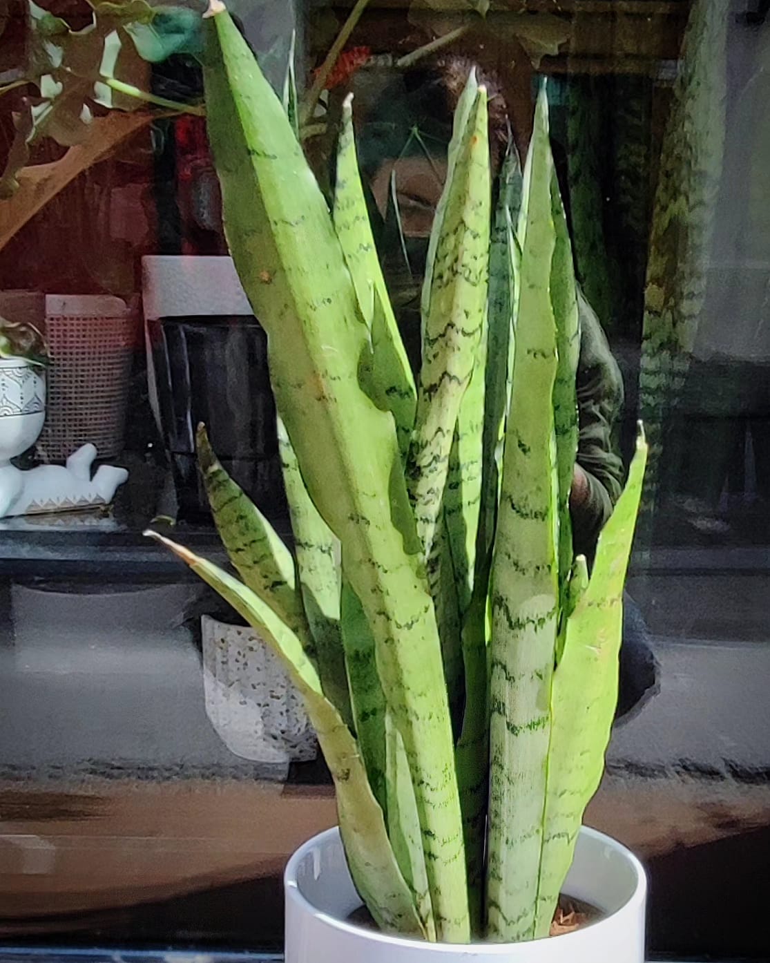 Sansevieria Zeylanika