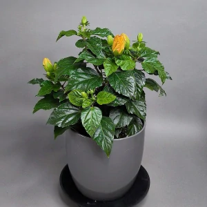 Hibiscus rosa-sinensis ‘Orange’ (ibišek)