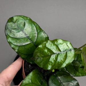 Hoya villosa Cao Bang Vietnam 