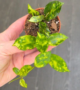Hoya lacunosa Amarillo