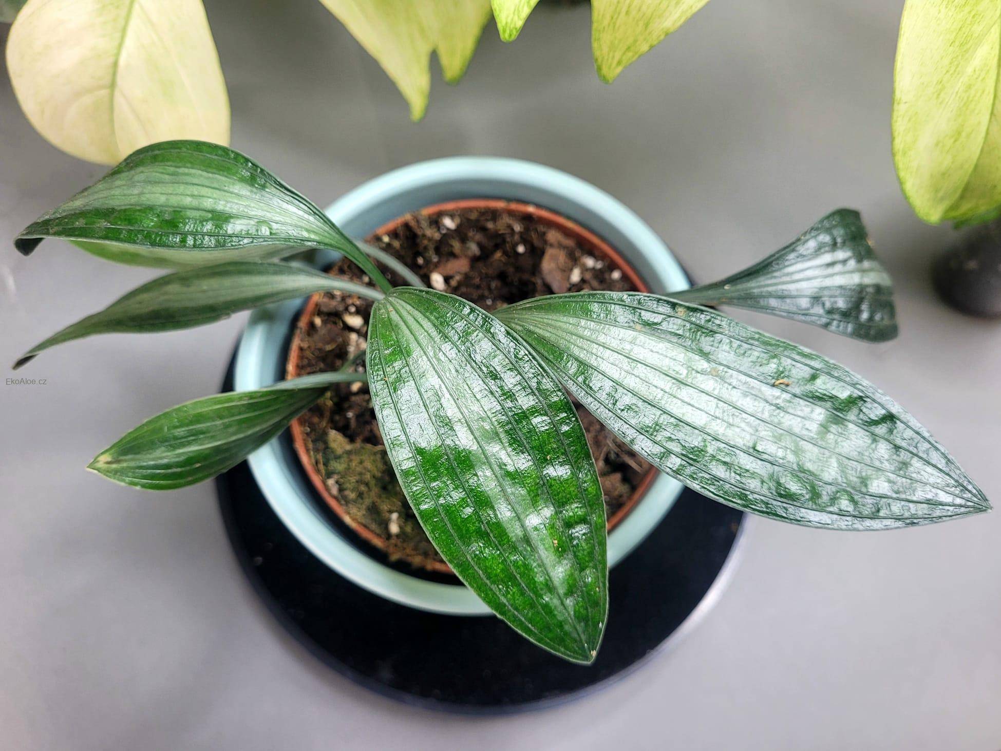Aspidistra Silver stripe
