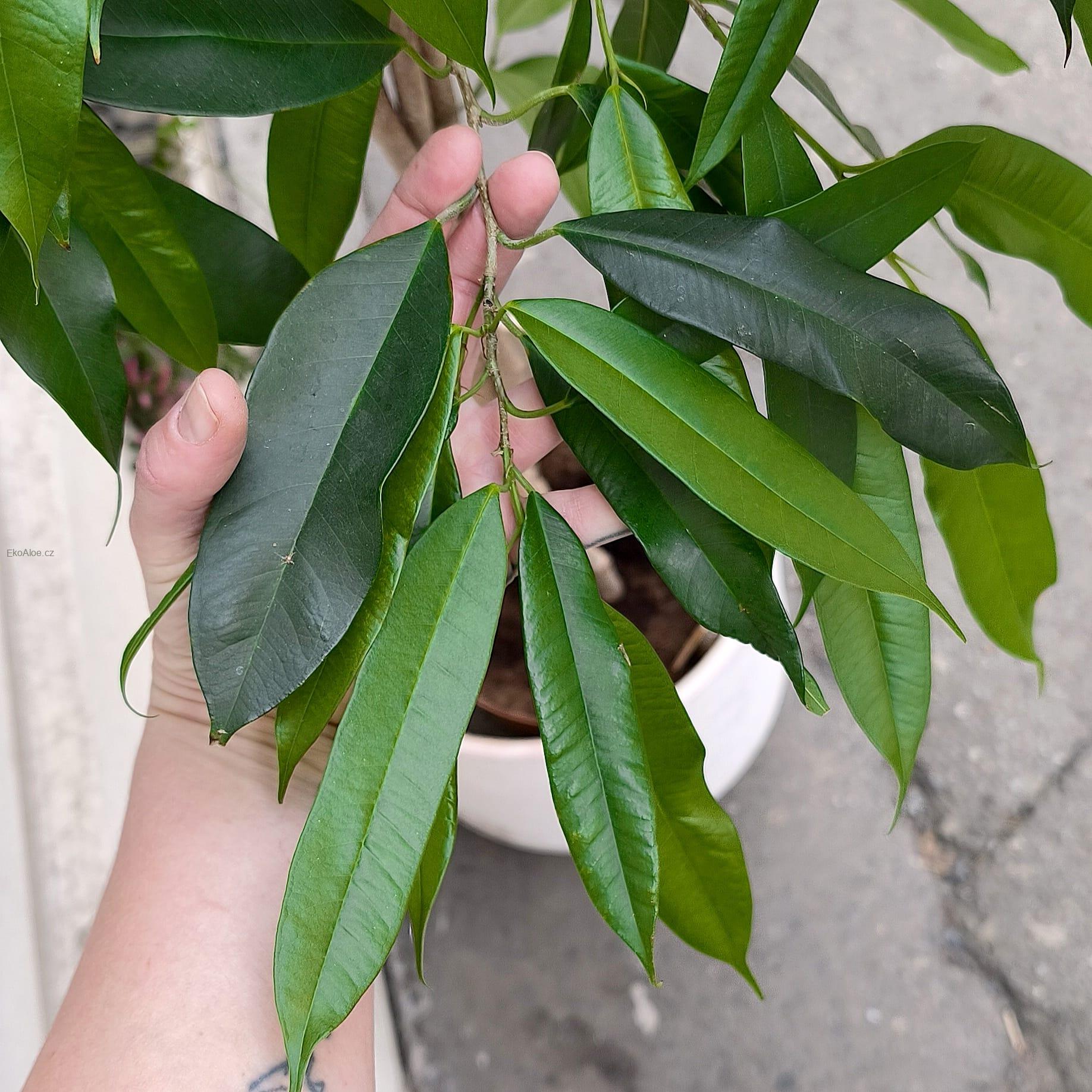 Ficus binnendjikii Amstel King XL