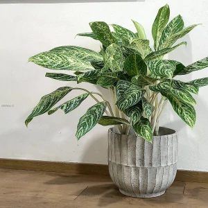 Aglaonema Madonna XXL