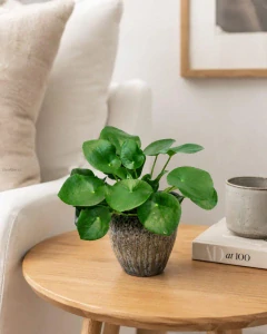 Pilea peperomioides