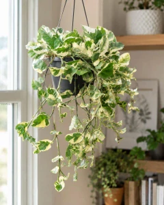 Epipremnum aureum N Joy v závěsu