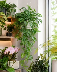 Monstera adansonii v závěsu
