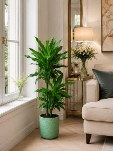 Dracaena fragrans Janet Lind
