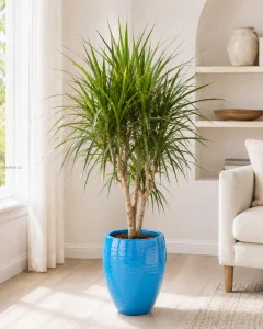 Dracaena marginata Branch
