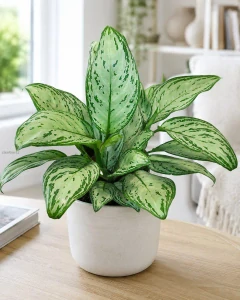Aglaonema Maria Christina