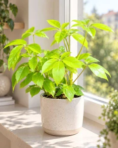 Schefflera actinophylla Amate Soleil