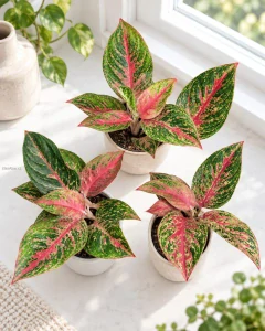 Aglaonema Siam Aurora