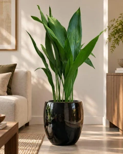 Aspidistra elatior. Kořenokvětka XXL