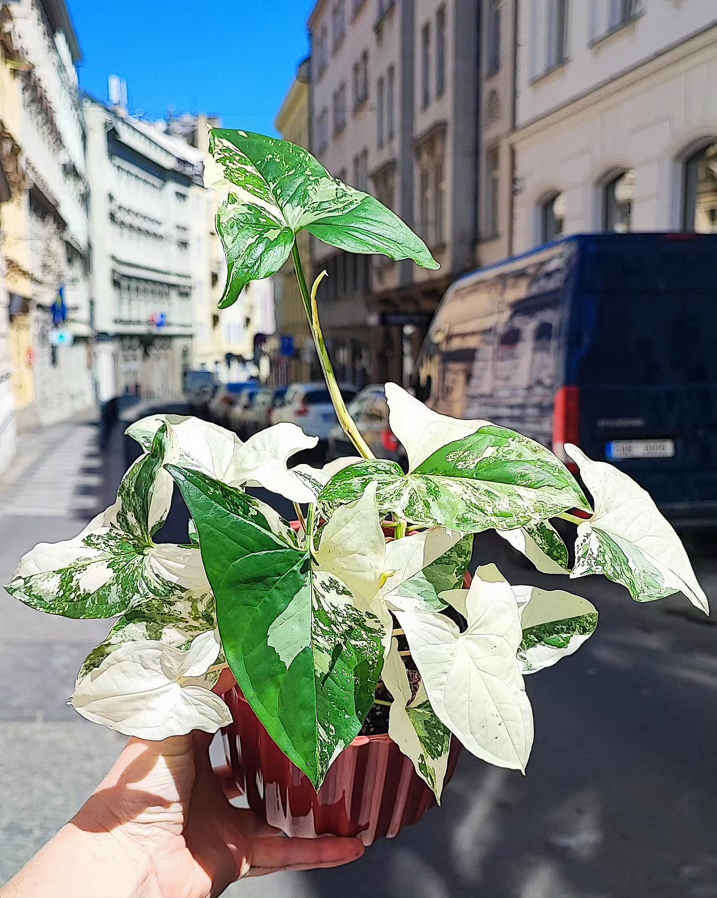 Syngonium Albo Variegata