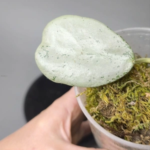 Hoya sp. Chiang Dao (Silver)