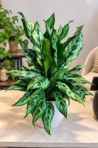 Aglaonema Miss Juliette XL
