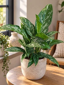 Aglaonema Green Lady