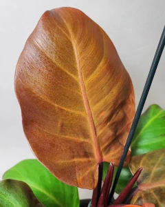 Philodendron erubescens Red cherry