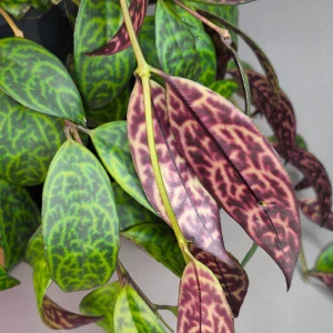 Aeschynanthus marmoratus XXL