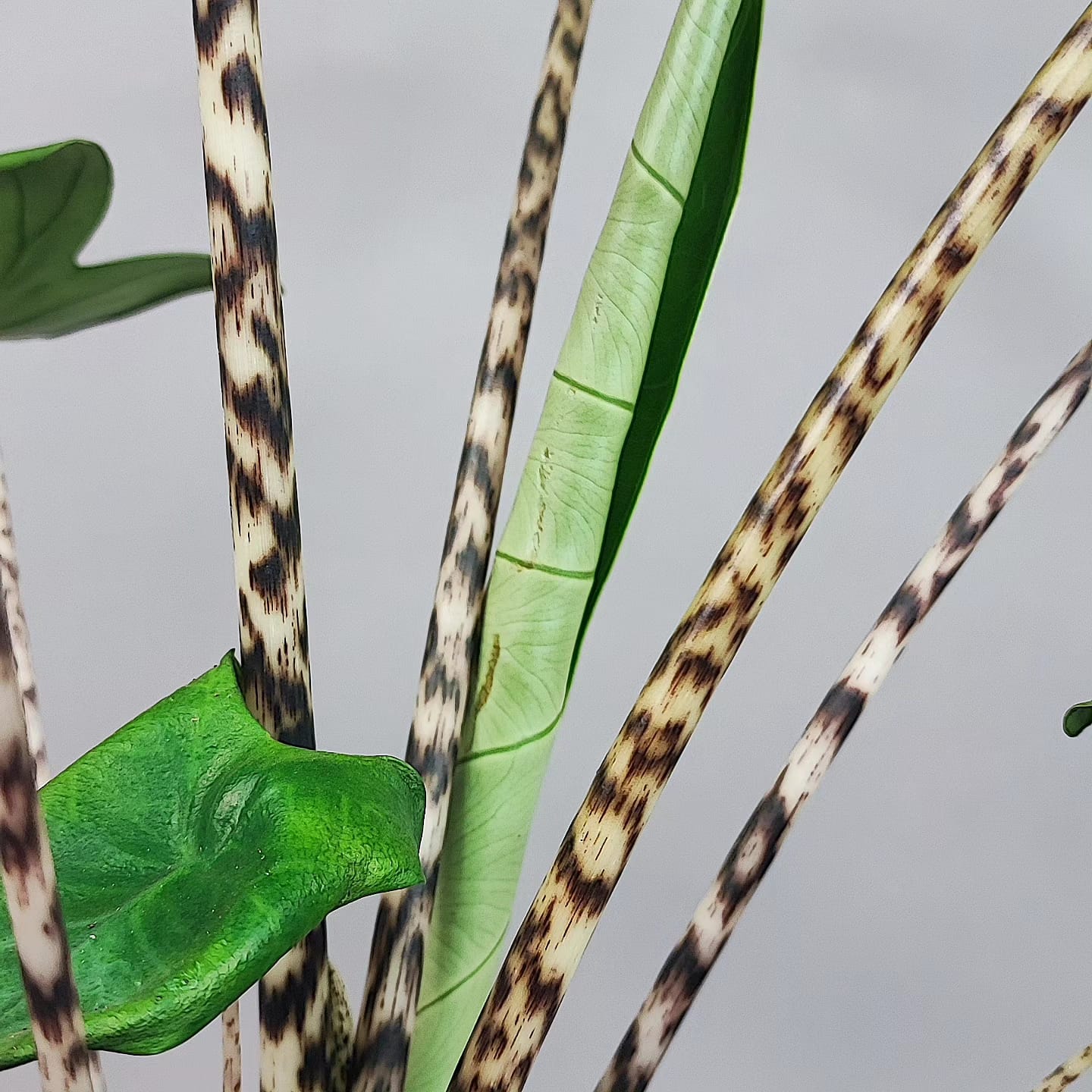Alocasia Zebrina