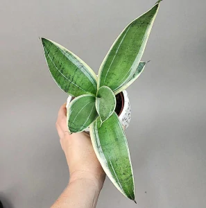 Sansevieria Silver star
