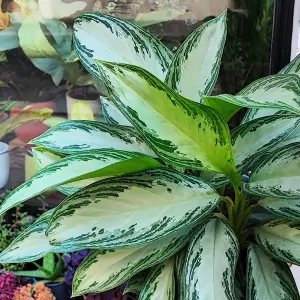 Aglaonema commutatum silver Bay XL